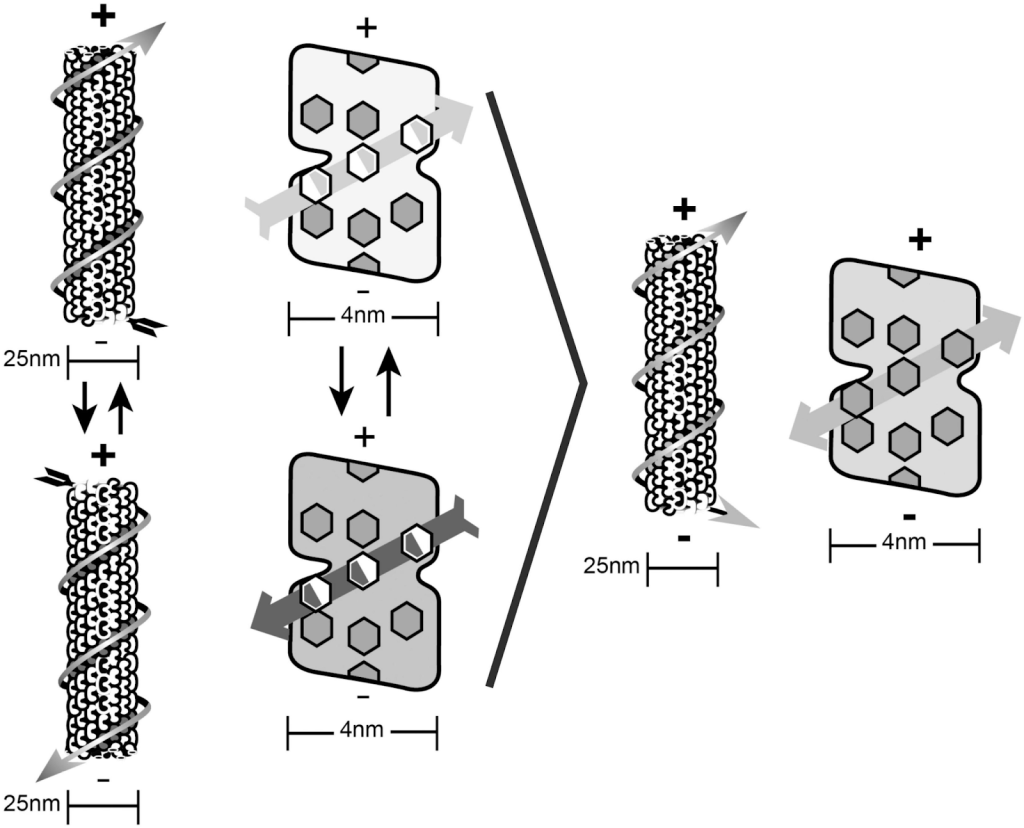Vasemmalla Orch-OR-kubitin dipolit. Oikealla superpositio dipoleista (Hameroff 06/2022).